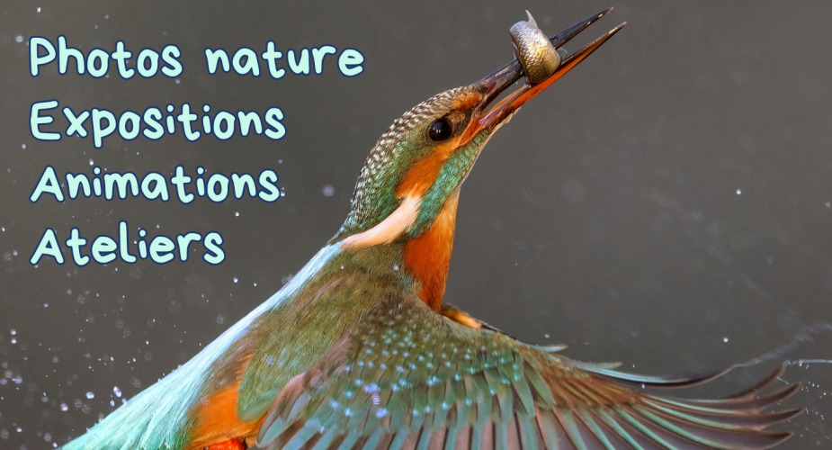 Rencontres Nature & Environnement – 11ᵉ édition